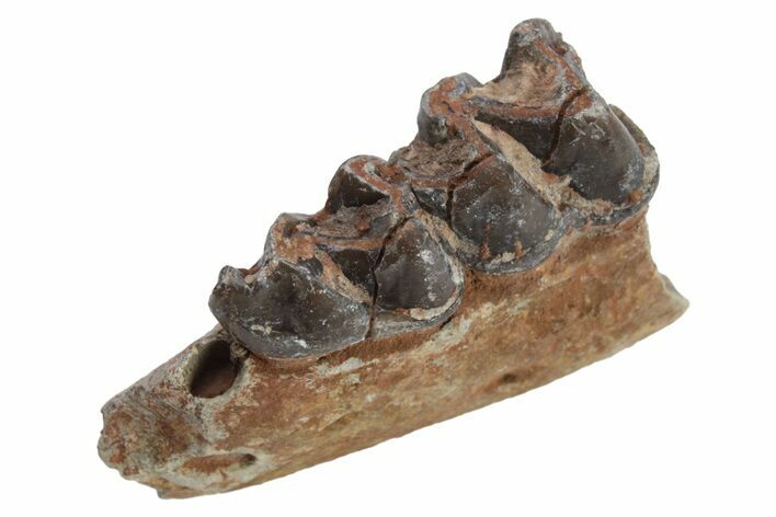 Fossil Horse (Mesohippus) Jaw Section - South Dakota #223390